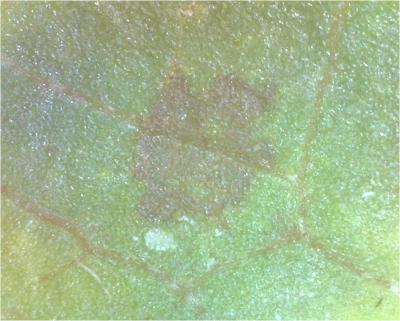 Das ist einer der braunen Punkten, die auf allen verf&auml;rbten Bl&auml;ttern zu finden sind